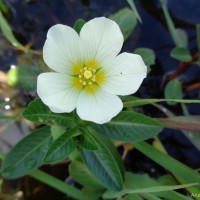 Ludwigia adscendens (L.) H.Hara